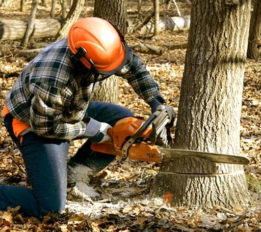 Tree Removal in Maybee, MI